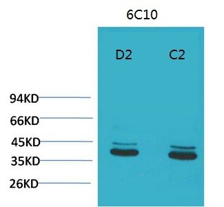 P44/42 MAPK ERK1/2 Monoclonal Antibody6C10