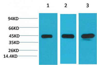 MEK-2 Monoclonal Antibody7D11