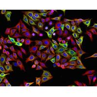 CV-1 非洲绿猴肾细胞