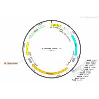 pGreenII 0800-LUC