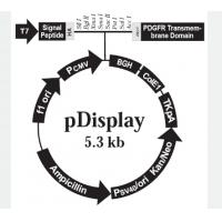 pDisplay