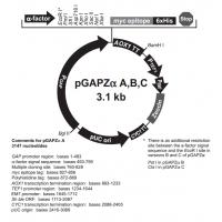 pGAPZα C