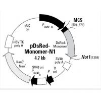 pDsRED-Monomer-N1