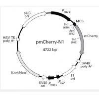 pmCherry-N1
