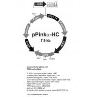 pPinkα HC