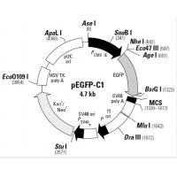 pEGFP-C1