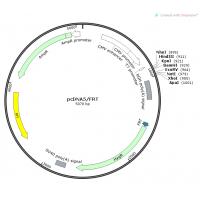 pcDNA5/FRT