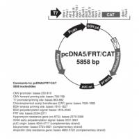 pcDNA5/FRT/CAT