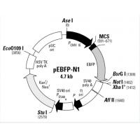 pEBFP-N1