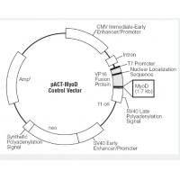 pACT-MyoD