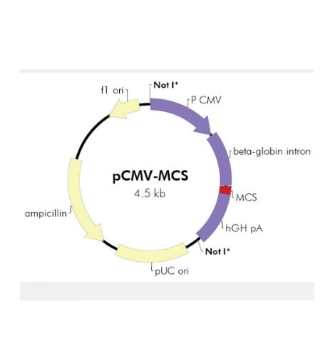 pCMV-MCS