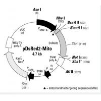 pDsRED2-Mito