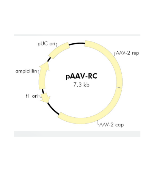 pAAV-RC