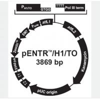 pENTR/H1/TO