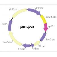 pBD-p53