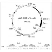 pLVX-IRES-td Tomato