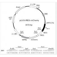 pLVX-IRES-mCherry