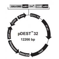 pDEST32