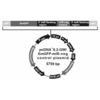 pcDNA6.2-GWEmGFP-miR negative