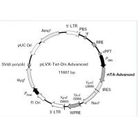 pLVX-Tet-On-Advanced