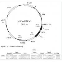 pLVX-TRE 3G