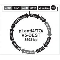 pLenti4/TO/V5-DEST