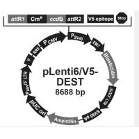 pLenti6/V5-DEST