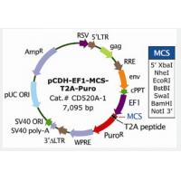 pCDH-EF1-MCS-T2A-Puro