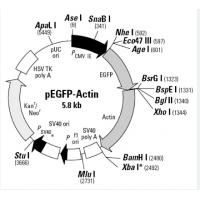 pEGFP-Actin