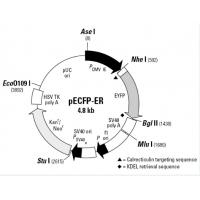 pECFP-ER