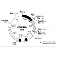 pECFP-Mito