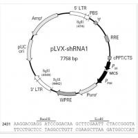 pLVX-shRNA1