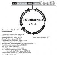 pBlueBacHis2 A