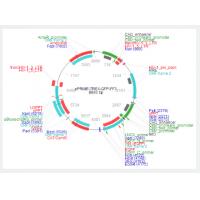 pPRIME-TREX-GFP-FF3