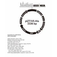 pIZT/V5-His