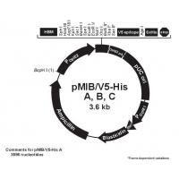 pMIB/V5-His B