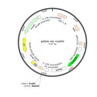 pSIH1-H1-CoGFP