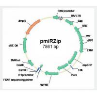 pmiRZip anti-microRNA