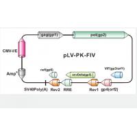 pLV-PK-FIV