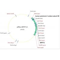 pMito-iRFP713