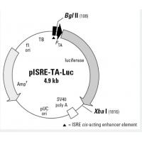 pISRE-TA-Luc