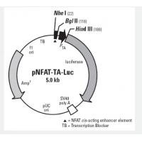 pCaspase3-sensor