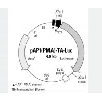 pAP1PMA-TA-Luc