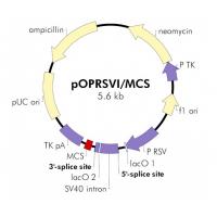 pOPRSVI