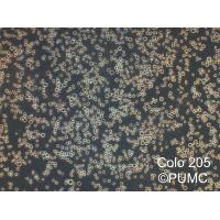 COLO 205 人结肠癌细胞