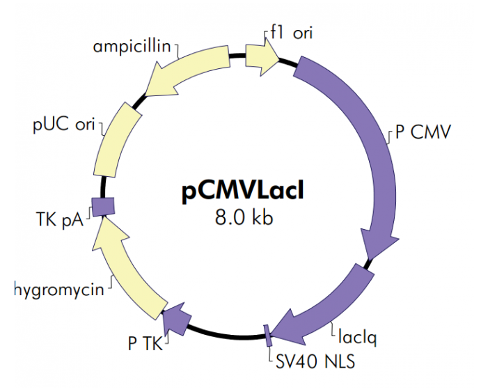 pCMVLacI