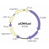 pCMVLacI