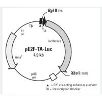 pE2F-TA-Luc