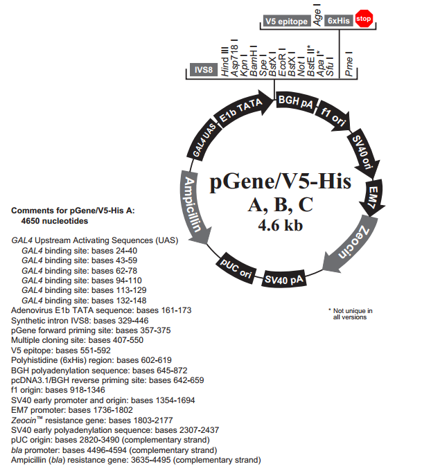 pGene/V5-His B