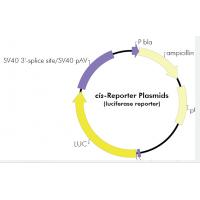 pAP-1-Luc